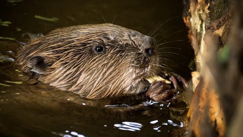 Beaver by Jason Parry-Wilson